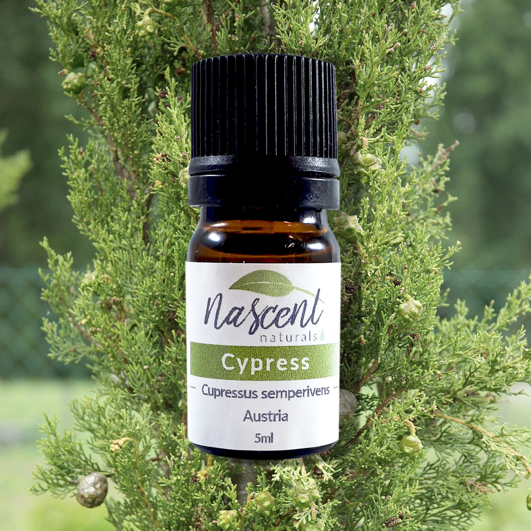 Cypress image 0