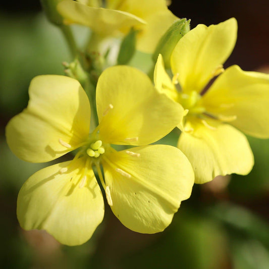 Evening Primrose Oil image 0