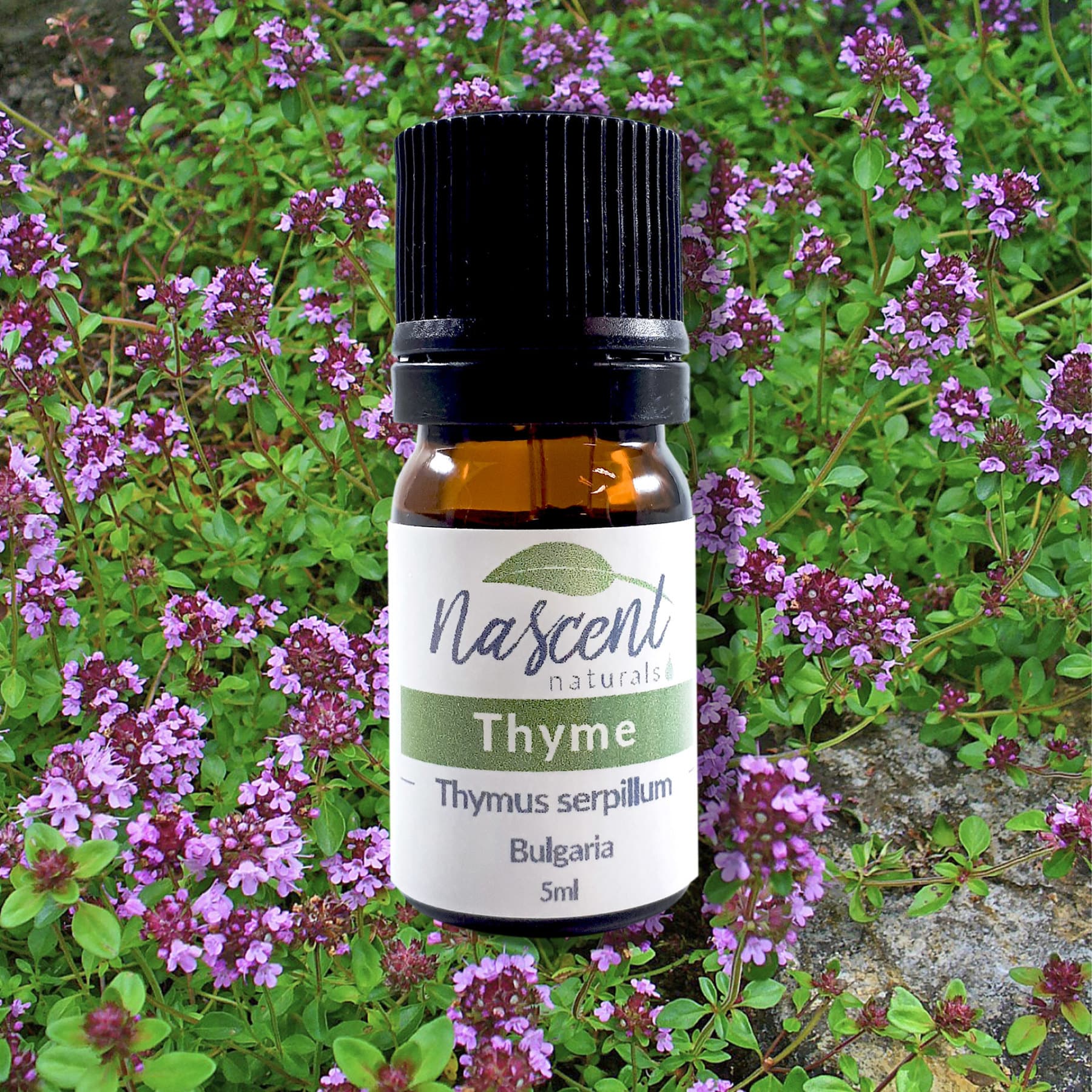 Thyme image 0